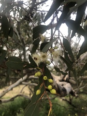 Eucalyptus leucoxylon