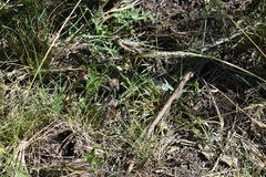 Plesiopelma longisternale