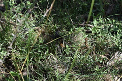 Plesiopelma longisternale