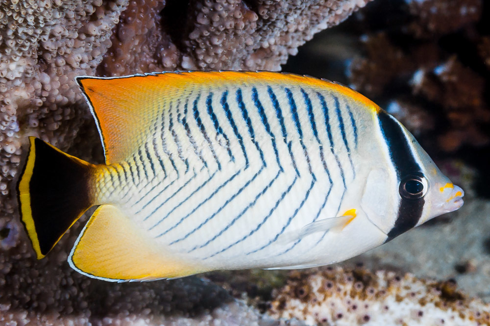 Chevron butterflyfish