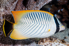 Chevron Butterflyfish photo 3