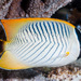 Chevron Butterflyfish - Photo (c) zsispeo, some rights reserved (CC BY-SA)