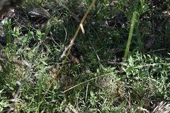 Plesiopelma longisternale