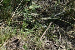 Plesiopelma longisternale