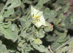 Chamaesaracha sordida