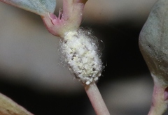 Crypticerya tabernicola