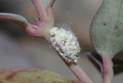 Crypticerya tabernicola