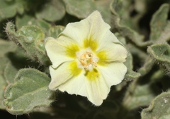 Chamaesaracha sordida