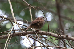 Prunella modularis occidentalis