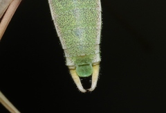 Arethaea semialata