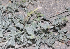 Acleisanthes longiflora