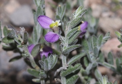 Hebecarpa macradenia