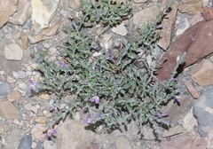 Hebecarpa macradenia