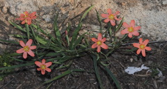 Moraea brachygyne
