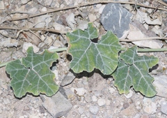 Apodanthera undulata