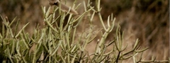 Kleinia odora