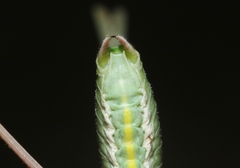 Arethaea semialata