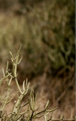 Kleinia odora