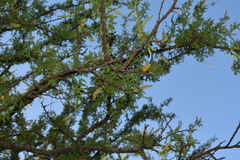 Prosopis affinis