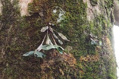 Dendrobium tetragonum