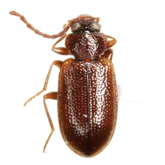 Anaedus pallidus