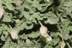 Chamaesaracha sordida