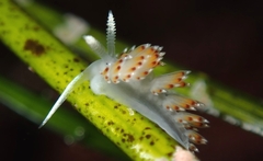 Apata pricei