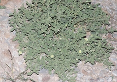 Chamaesaracha sordida