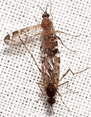 Sylvicola alternatus