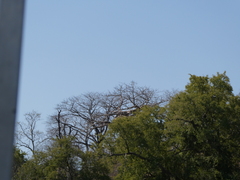 Adansonia digitata