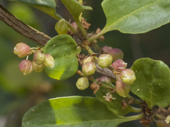 Muehlenbeckia hastulata