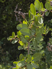 Muehlenbeckia hastulata