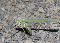 Arethaea semialata