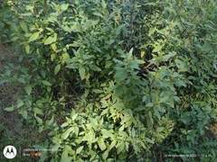 Ageratina glabrata