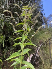 Veronica derwentiana