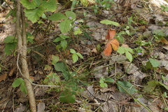 Hemipilia cucullata