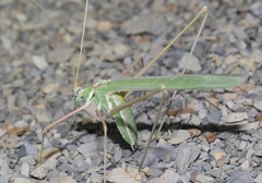Arethaea semialata