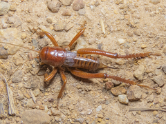 Cratomelus