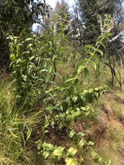 Veronica derwentiana