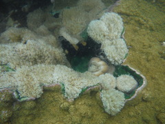 Hexacorallia