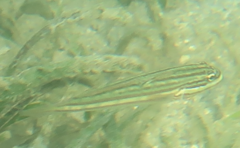 Valenciennea muralis