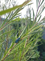 Chrysolopus spectabilis