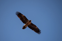 Gypaetus barbatus barbatus