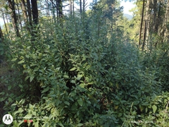 Ageratina glabrata