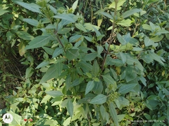 Ageratina glabrata