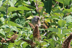 Prunella modularis occidentalis