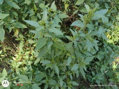 Ageratina glabrata