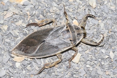 Lethocerus medius