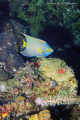 Holacanthus ciliaris