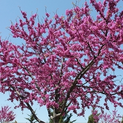 Cercis canadensis